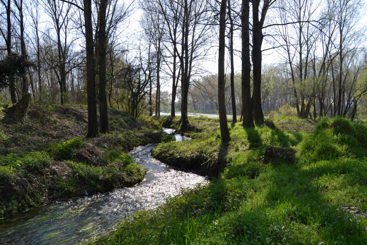 Bosco di Barco